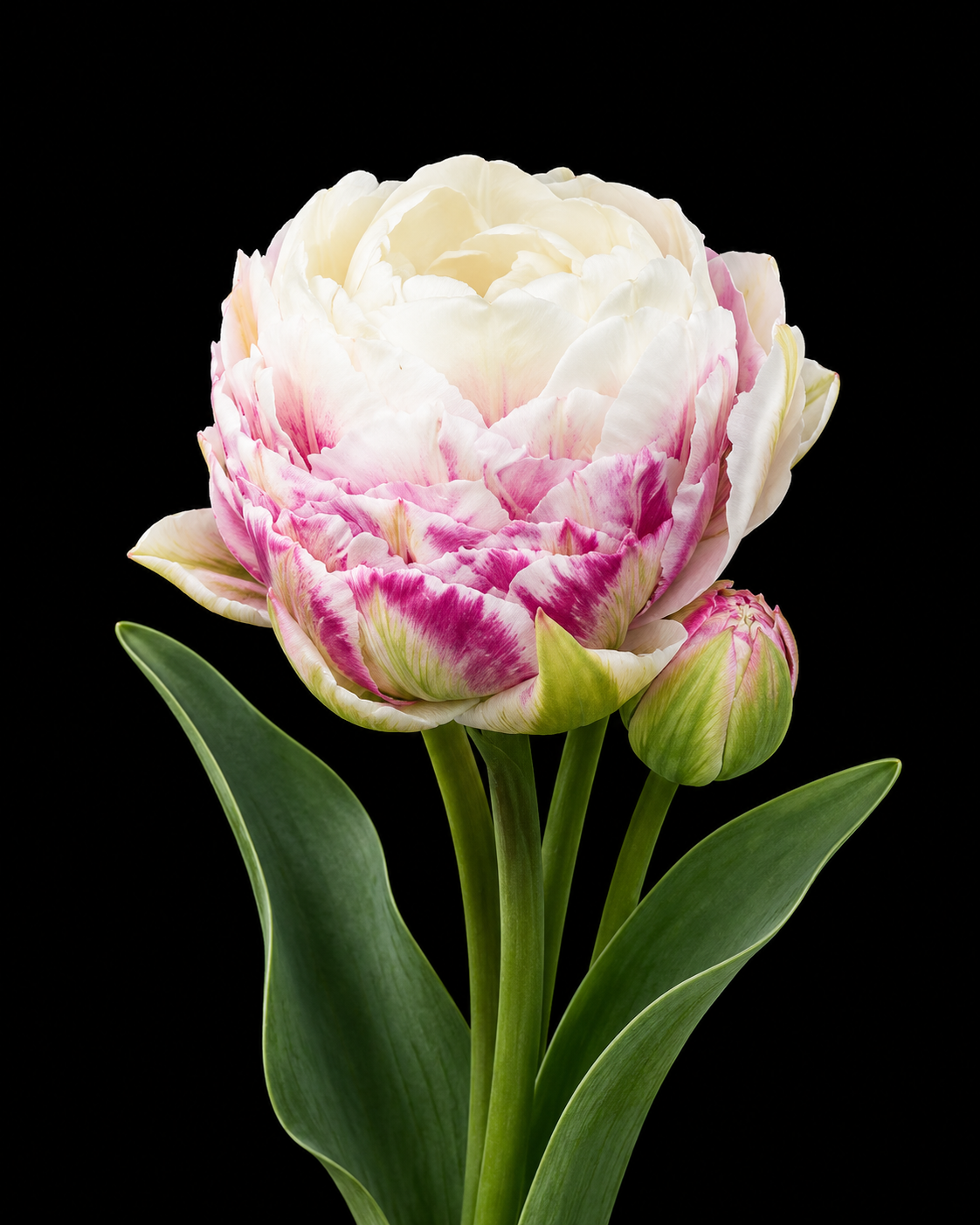 Double Surprise — Peonijveida speciālas tulpju sīpols